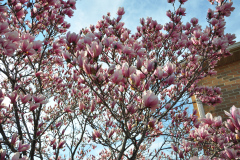 Magnolia-Misc-in-Muncie-14