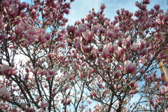 Magnolia-Misc-in-Muncie-15