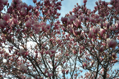 Magnolia-Misc-in-Muncie-16