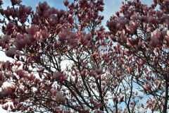 Magnolia-Misc-in-Muncie-17
