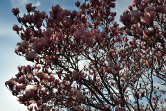 Magnolia-Misc-in-Muncie-18