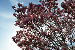 Magnolia-Misc-in-Muncie-19