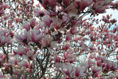 Magnolia-Misc-in-Muncie-2