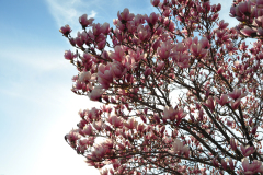 Magnolia-Misc-in-Muncie-20
