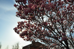 Magnolia-Misc-in-Muncie-21