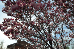 Magnolia-Misc-in-Muncie-22