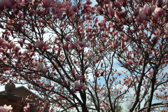 Magnolia-Misc-in-Muncie-23