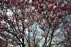 Magnolia-Misc-in-Muncie-24