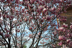 Magnolia-Misc-in-Muncie-25