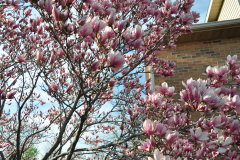 Magnolia-Misc-in-Muncie-26