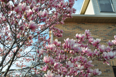 Magnolia-Misc-in-Muncie-27
