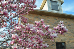 Magnolia-Misc-in-Muncie-28