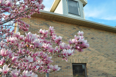 Magnolia-Misc-in-Muncie-29