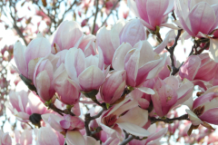 Magnolia-Misc-in-Muncie-3