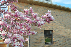 Magnolia-Misc-in-Muncie-30