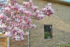 Magnolia-Misc-in-Muncie-31
