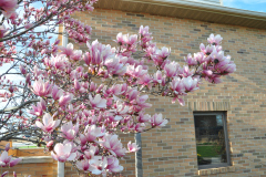Magnolia-Misc-in-Muncie-32