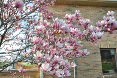 Magnolia-Misc-in-Muncie-33