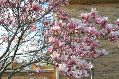Magnolia-Misc-in-Muncie-34