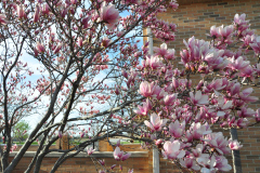 Magnolia-Misc-in-Muncie-35