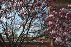 Magnolia-Misc-in-Muncie-36