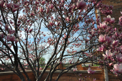 Magnolia-Misc-in-Muncie-37
