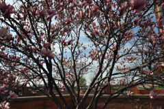 Magnolia-Misc-in-Muncie-38
