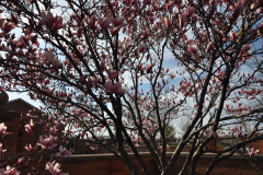 Magnolia-Misc-in-Muncie-39