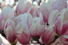 Magnolia-Misc-in-Muncie-4