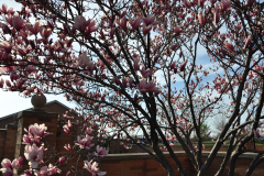 Magnolia-Misc-in-Muncie-40