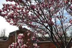 Magnolia-Misc-in-Muncie-41