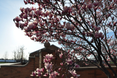 Magnolia-Misc-in-Muncie-42