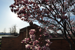 Magnolia-Misc-in-Muncie-43