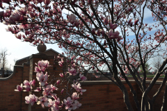 Magnolia-Misc-in-Muncie-44