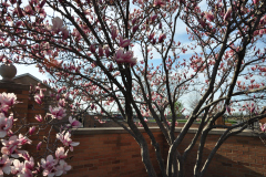 Magnolia-Misc-in-Muncie-45