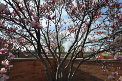 Magnolia-Misc-in-Muncie-46