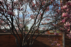 Magnolia-Misc-in-Muncie-47