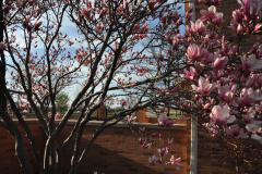 Magnolia-Misc-in-Muncie-48