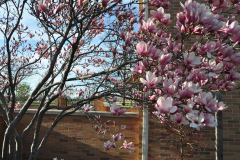 Magnolia-Misc-in-Muncie-49