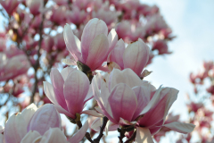 Magnolia-Misc-in-Muncie-5