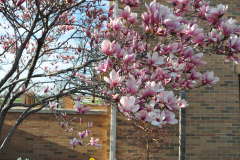 Magnolia-Misc-in-Muncie-50