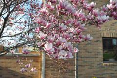 Magnolia-Misc-in-Muncie-51