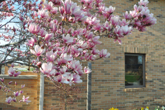 Magnolia-Misc-in-Muncie-52