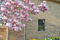 Magnolia-Misc-in-Muncie-53
