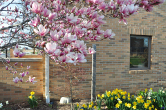 Magnolia-Misc-in-Muncie-55