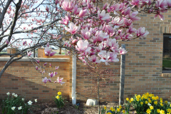 Magnolia-Misc-in-Muncie-56