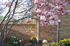 Magnolia-Misc-in-Muncie-57