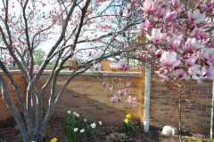 Magnolia-Misc-in-Muncie-58