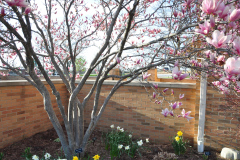 Magnolia-Misc-in-Muncie-59