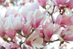 Magnolia-Misc-in-Muncie-6